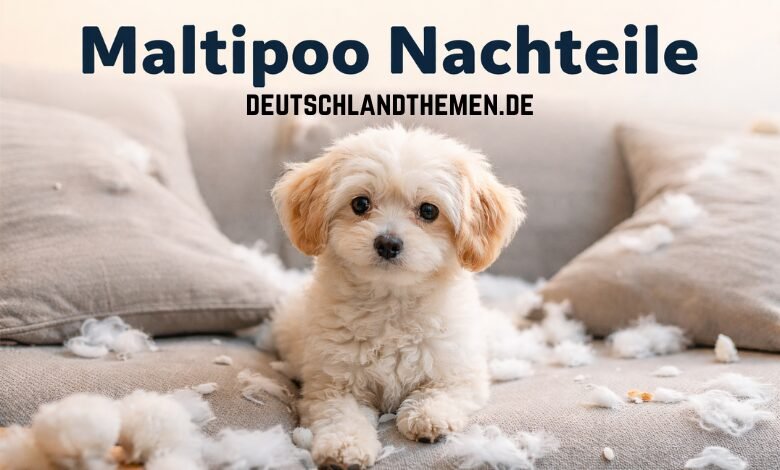 Maltipoo Nachteile