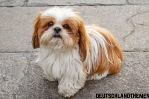 Shih Tzu