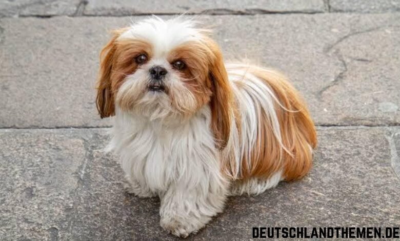 Shih Tzu